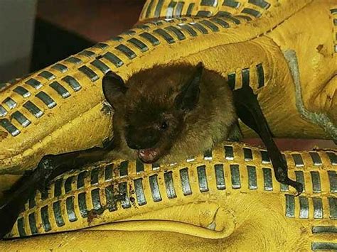 Bat Removal And Control In Lapeer Mi My Bat Guy