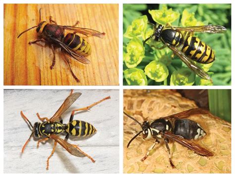 5 Questions Answered What Are Murder Hornets And Are They Really