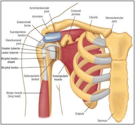 Stress radiographs are helpful in subtle cases ; Rotator cuff anatomy, anterior. | Download Scientific Diagram