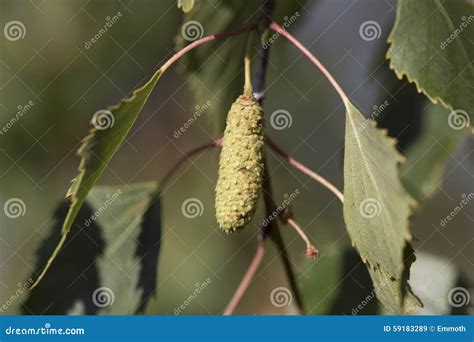 Birch Tree Seed Pod Stock Image Image Of Leaves Nature 59183289