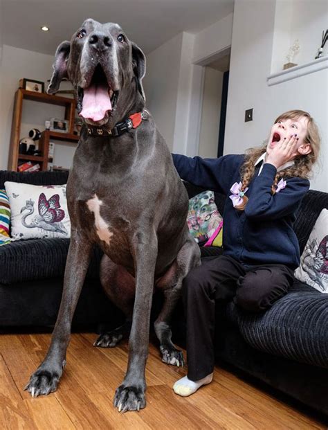 This Huge Great Dane Tips The Scales
