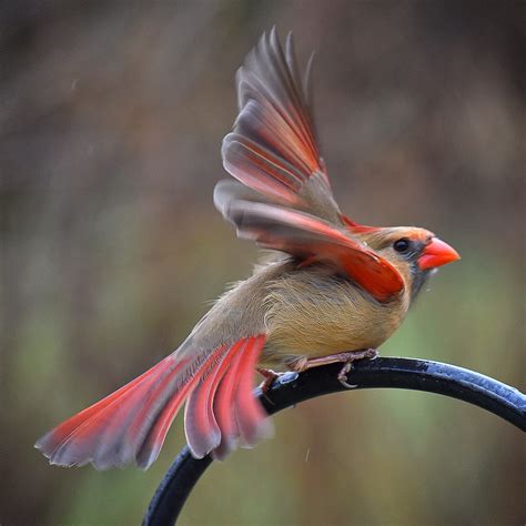 Female Cardinal Bird Photo By Chet Kresiak Chet K Thanks For 50