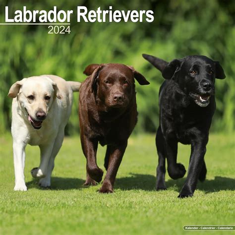 Labrador Calendar Dog Breed Calendars Chocolate Lab Calendar