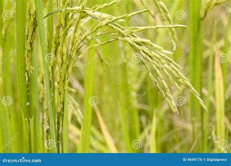 Rice Plant Stock Photo Image Of Rice Cereals Farmer 4694176