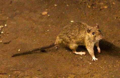 Michigan Reports First Human Case Of Deadly Hantavirus Sin Nombre