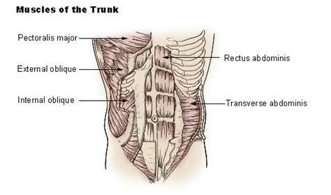 Muscles Of The Trunk Seer Training