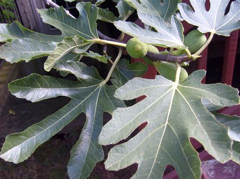 Edit Free Photo Of Fig Fig Tree Leaf Branch Fig Leaves Needpix