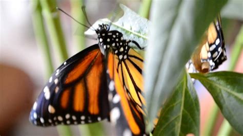 Metamorphosis Caterpillar To Butterfly Full Transformation Short Film