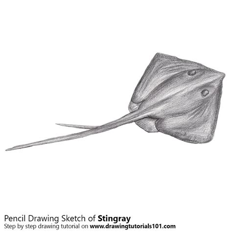 16+ nissan titan 4 fiberglass flared bedsides 6.5 bed. Stingray Pencil Drawing - How to Sketch Stingray using ...