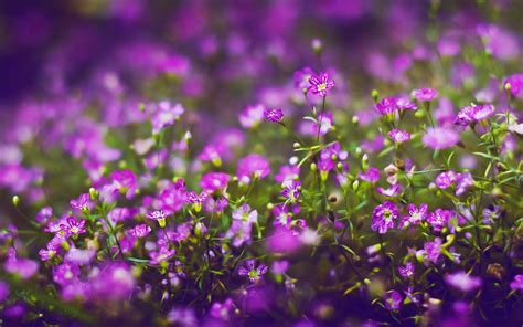 Which purple flowers do butterflies like? These Small Flowers Are Insanely Beautiful (50 PHOTOS)