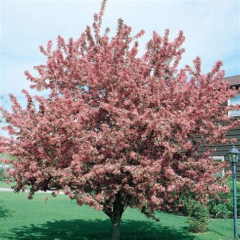 364 Gallon Pink Indian Magic Crabapple Flowering Tree In Pot With