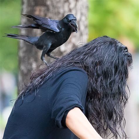 Bird Watching Birding In Japan Large Billed Crow
