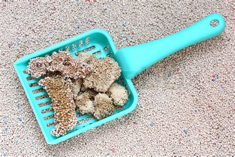 Cat Litter With Cat Sand Scoop Stock Image Colourbox