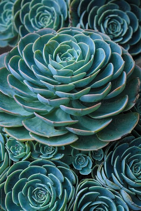 Check spelling or type a new query. Sky Blue Succulent Plants Rosette Ornamental Of Close Up ...