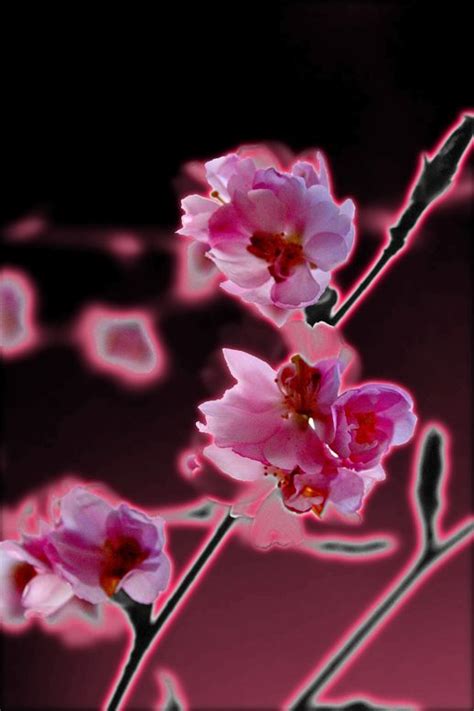 Neon Cherry Blossom By Thilo Hartmann Via 500px