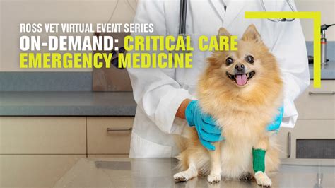 Veterinary Critical Care Saves Lives | Ross Vet