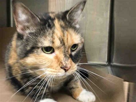 Cats not taught to hunt properly by their mothers often appear to clumsily toy with their. CALI - A1088176 (With images) | Why do cats purr, Cat in ...