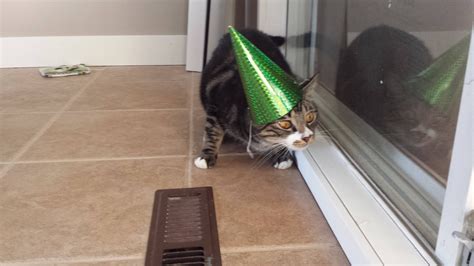 Psbattle Cat Wearing Party Atire Rphotoshopbattles