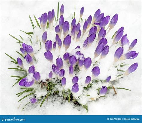 Closeup Of Purple Crocus Flowers In Snow Stock Image Image Of Purple