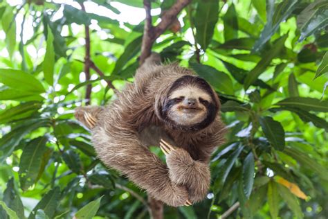 Is It Legal To Own A Pet Sloth In California Los Angeles Ca The