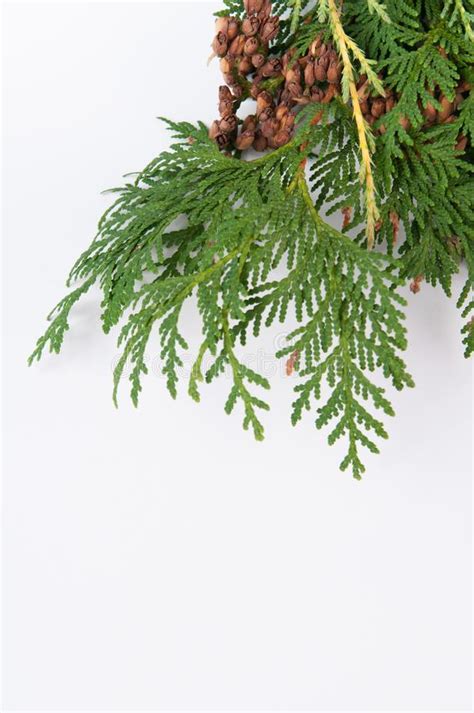 Christmas Greenery On A White Background With Copy Space Stock Image