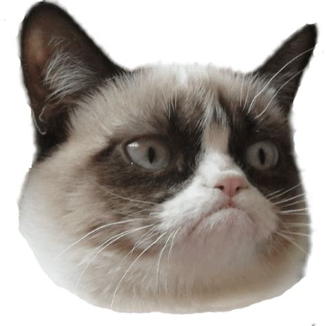 Grumpy Cat Face Memes Imgflip
