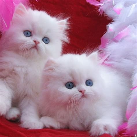 Quality Persian Kittens for sale