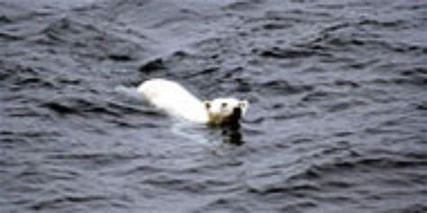 More Polar Bear Cubs Drowning Due To Sea Ice Loss Ocean Sentry