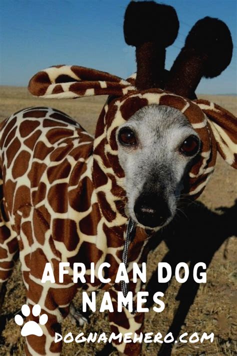 185 Best African Dog Names Dog Name Hero