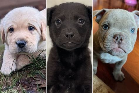 Meet 11 Puppies You Can Adopt During Puppy Bowl 2023