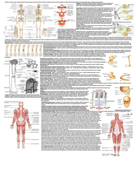 Anatomy And Physiology Cheat Sheet