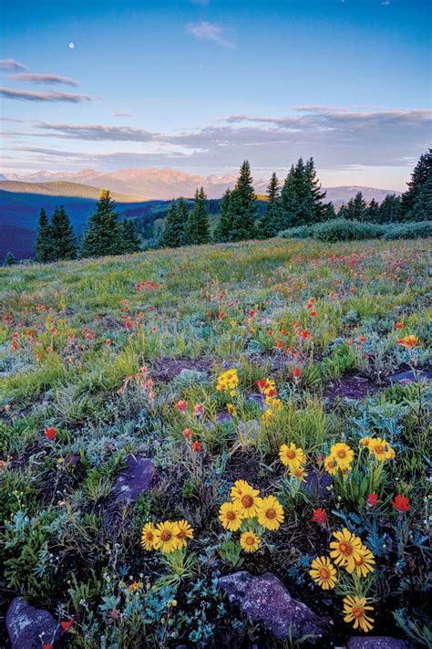 A Guide To Colorados Spectacular Wildflower Season 5280