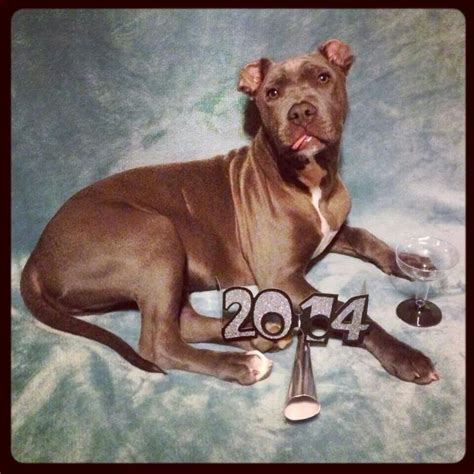 Bentley From Pit Bulls And Itty Pitties On Fb American Pitbull