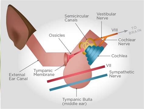 Check spelling or type a new query. Idiopathic Vestibular Disease in Older Dogs | Australian ...