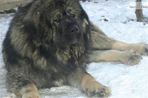 Caucasian Mountain Dog For Sale For 1800 Near Omaha