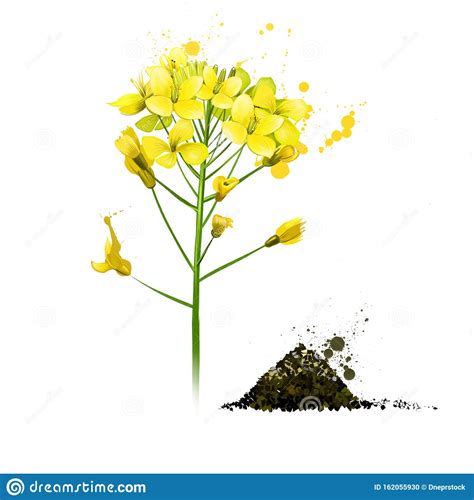 Black Mustard Yellow Plant Brassica Nigra Stock Photo Image Of Food