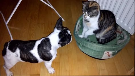 Soft bedding, ramps, extra cushions and support will make your dog less likely to be in a position of. French bulldog battles bully cat for bed - YouTube