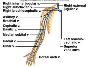 This is quite easy to remember because often in anatomy, the word 'internal' is substituted for 'medial' and the word 'external is substituted for 'lateral'. Peripheral Circulation - Anatomy & Physiology 210 with Barlow at Eastern New Mexico University ...