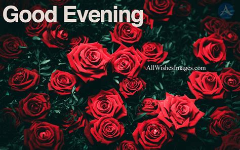 30 Good Evening Image With Red Rose Lovely Good Evening Images Hd
