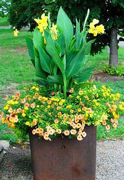 You can do this by growing cannas in pots or by digging up and storing clean, dry rhizomes. Pin by Osprey Antiques on Mixed Containers | Container ...