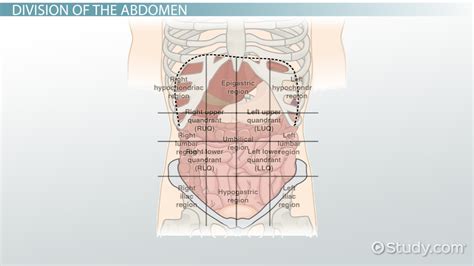 This anatomical abdominal region division is used to recognize the location of the abdomen organs and to diagnose abdominal pain. The 4 Abdominal Quadrants: Regions & Organs - Video ...
