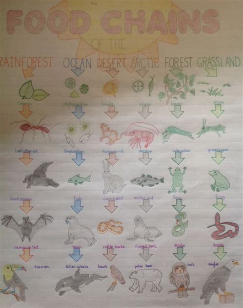 Ecosystems Food Chains Anchor Chart Food Chain Science Food Chains