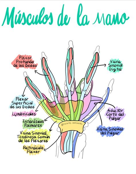 Musculos Y Algunos Tendones De La Mano Anatomia General Medicine Notes