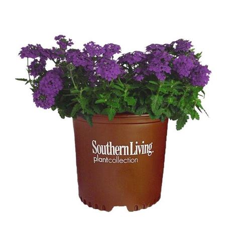 Southern Living 26 Qt Purple Endurascape Verbena Plant With Bright
