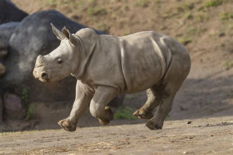 Southern White Rhino Baby Future Now On Exhibit At Safari Park