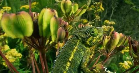 Nah, persebaran flora dan fauna di indonesia dipelajari labih dalam dalam ilmu biogeografi. 4+ Faktor Penentu Persebaran Flora dan Fauna - Geologinesia