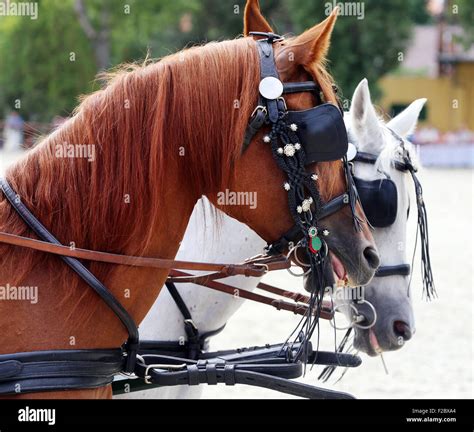 Horse Team With Harnesses Hi Res Stock Photography And Images Alamy