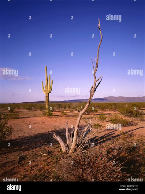 Arizona Saguaro Cactus In Cabeza Prieta Game Range Stock Photo Alamy