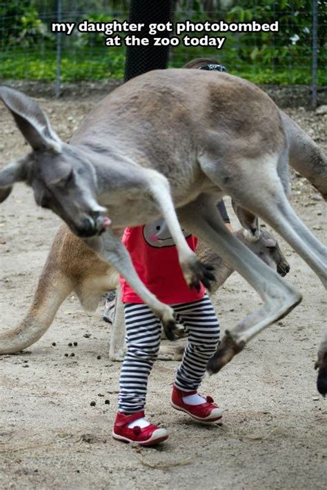 25 of the Greatest Zoo Moments Caught on Camera | Pleated Jeans