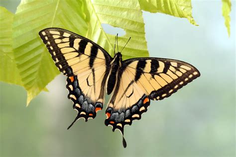 Appalachian Tiger Swallowtail Butterfly Is A Hybrid Of Two Other